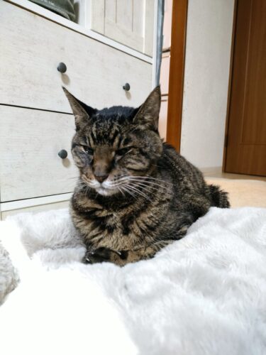 3月のお知らせ